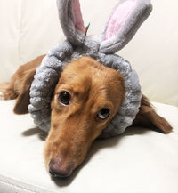 ドッグ アクセサリー ヘアバンド ネコポス