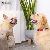 ドッグ アクセサリー 首輪 ネコポス