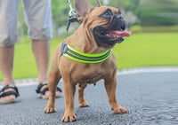 ドッグ ハーネス ネコポス