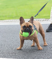 ドッグ ハーネス ネコポス