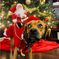 ドッグウェア コスプレ